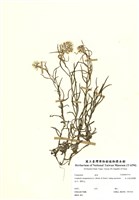 藏品(玉山抱莖籟蕭)的圖片